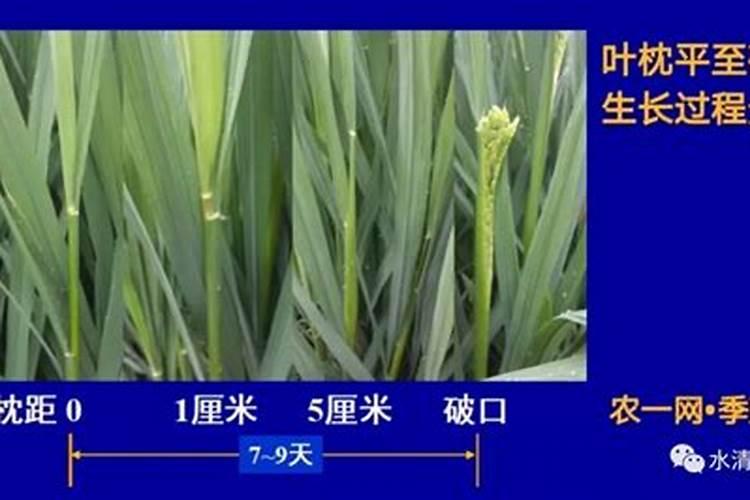 水稻在破口期能根外施肥吗？