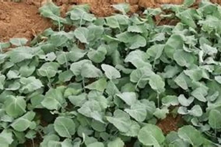 油菜移栽后怎样施肥