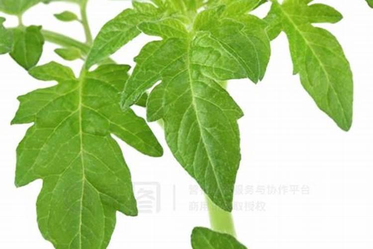 西红柿要怎样喷叶面肥效果更好呢？