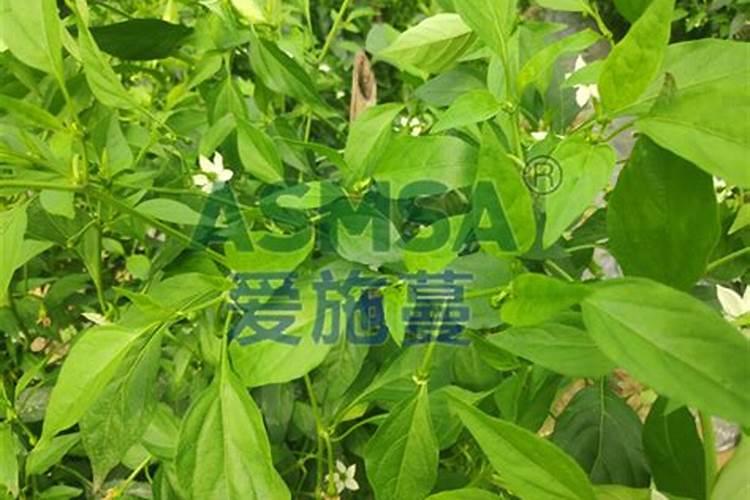 怎样种植小乳瓜