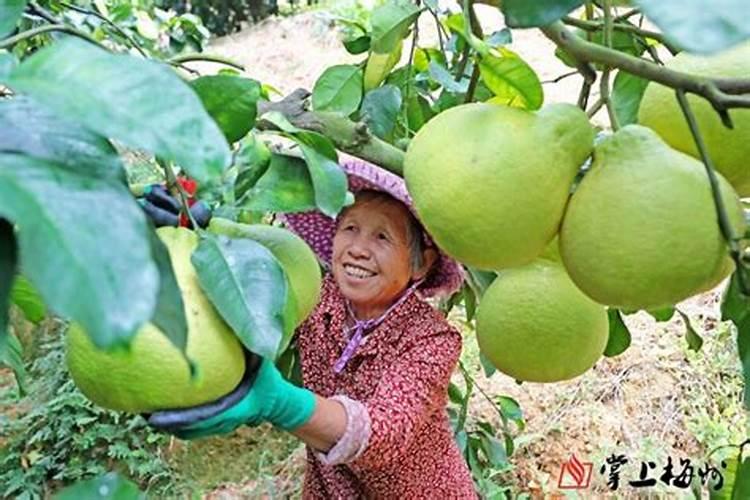 磷肥是重要肥料之一,用什么方式施用磷肥才能提高养分利用率？