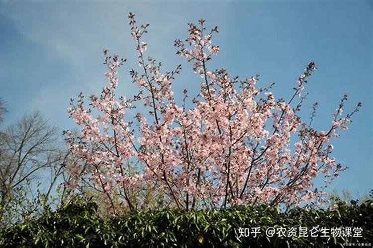 樱桃树几月份上水溶肥(樱桃树什么时候用水溶肥最好)