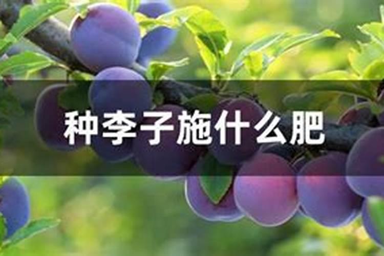 辣椒树焉了怎么补救