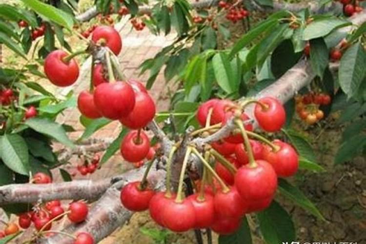 玉米叶面肥打后几小时就吸收了