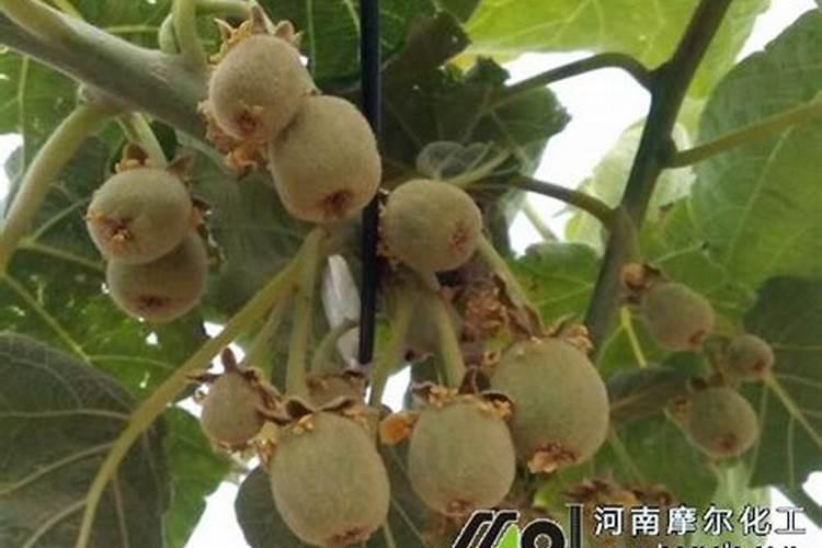 磷肥注意事项
