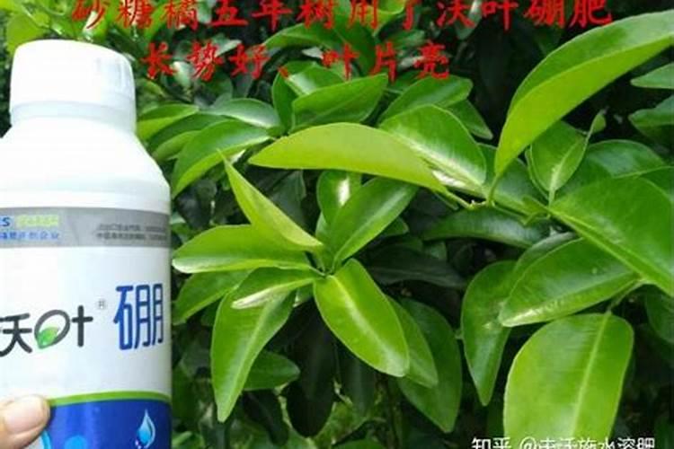 给草莓追肥,该用什么肥料？