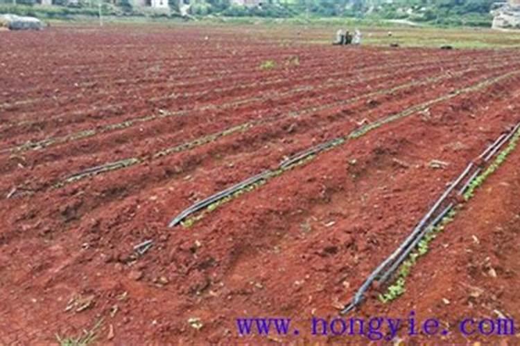 荷兰豆增加肉质的肥料有哪些