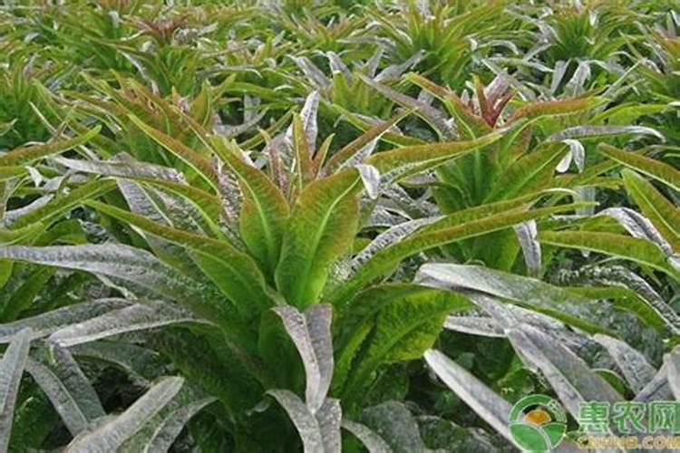 芸豆施什么肥长得最好 芸豆怎么施肥