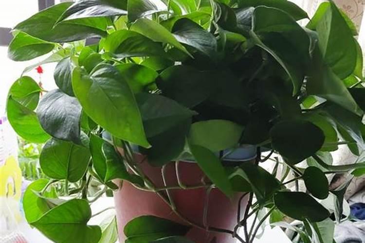 黄腐酸钾能代替钾肥吗