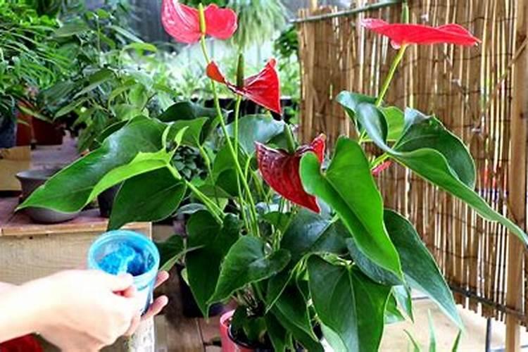 苹果树花期施肥方法