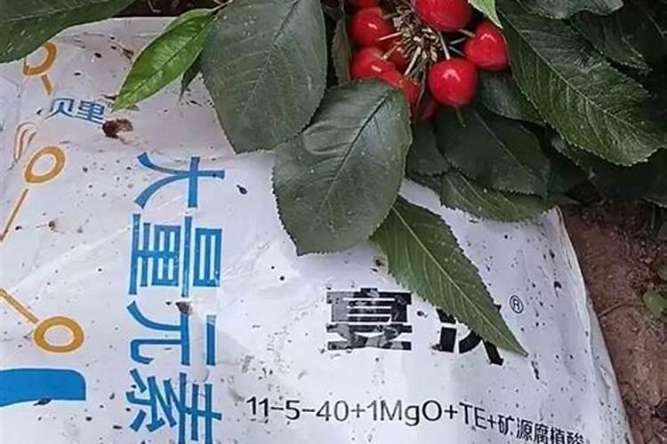 凤尾竹用什么肥料最好,怎么施肥