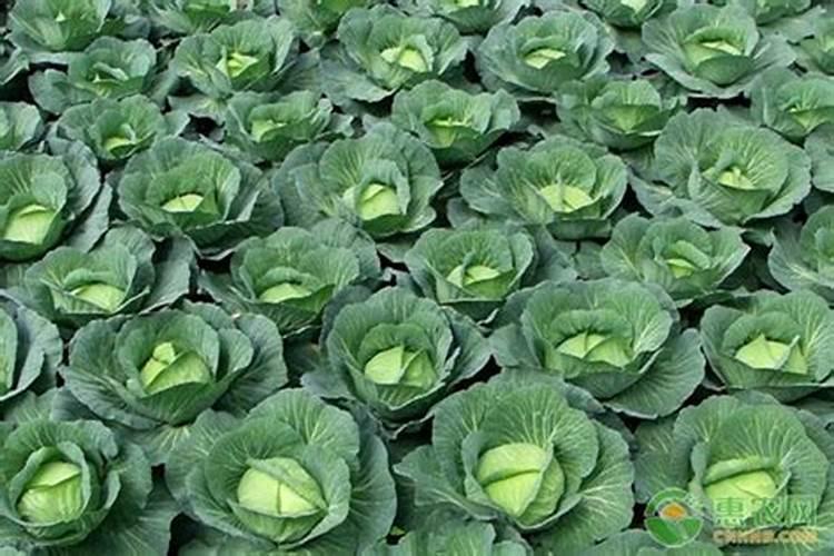 施足基肥是大白菜获得高产的基础,要用哪种肥料好？