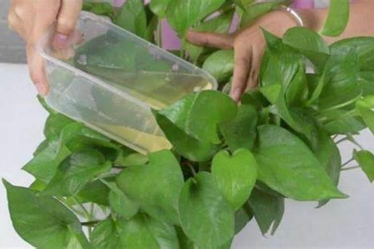 芦荟用什么肥料长得快