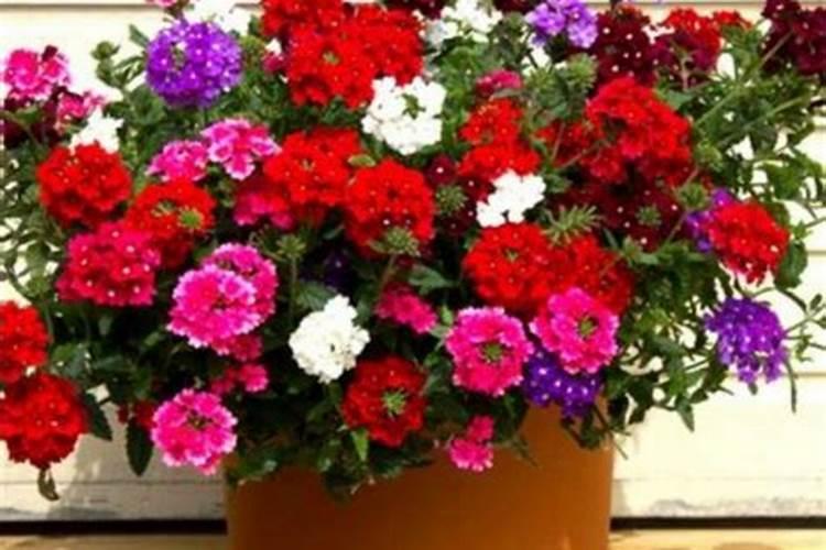 兰花在花期开花可以施什么肥