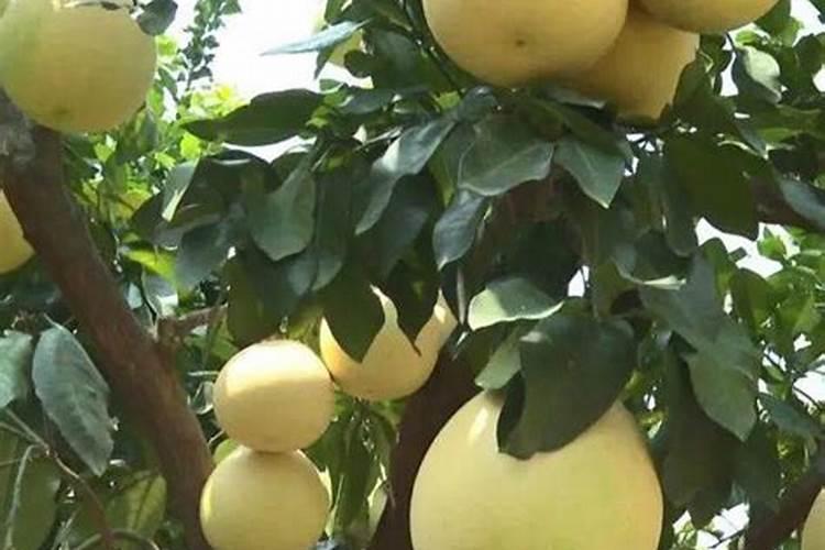 桂花树换土可以用营养土吗？