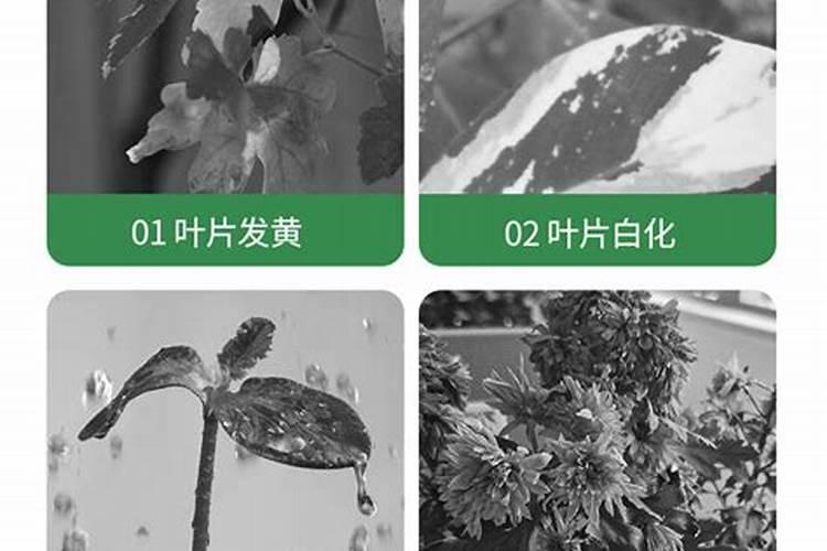 硫酸亚铁与硫酸钾可以同时浇花使用方法？