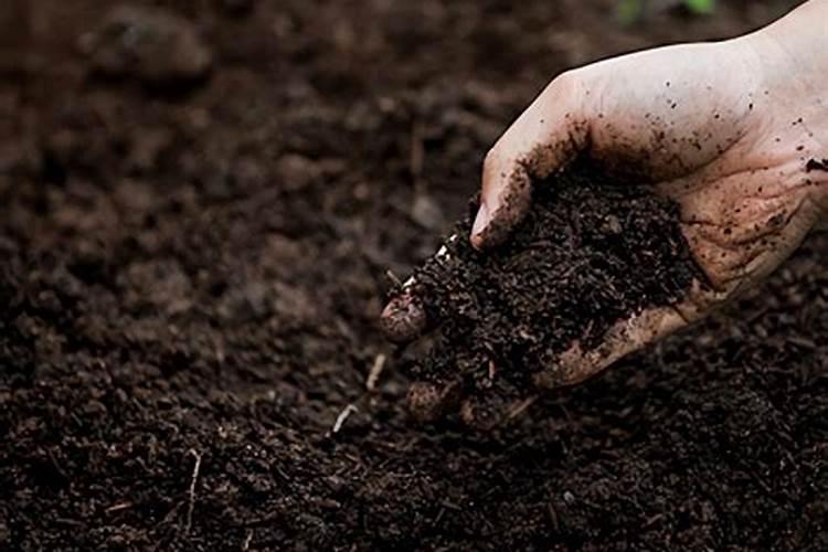 栽种韭菜适合什么土壤