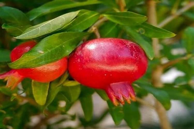 玉米不长了要怎么办