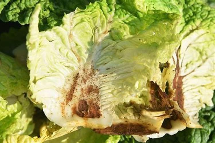 硼对滴灌作物生长的影响是什么？如何科学滴施硼肥？