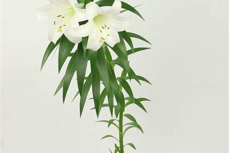 辛硫磷可以用在蔬菜上吗