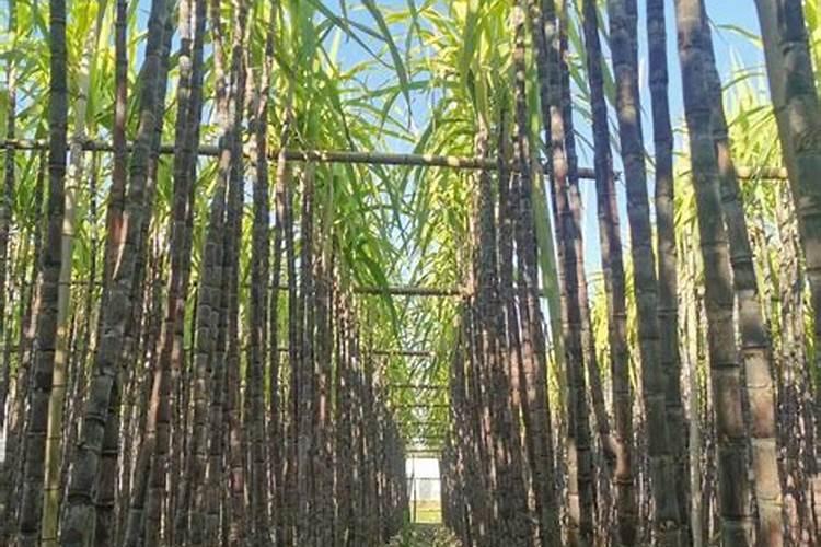 氨基酸肥料的缺点