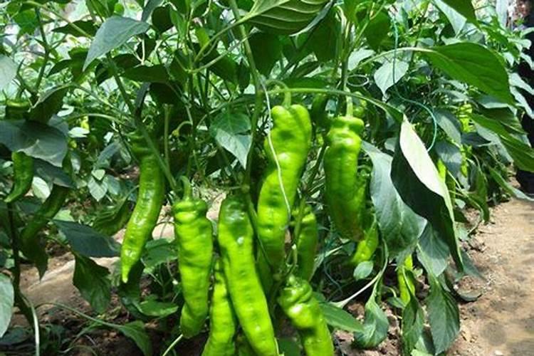 钾肥是什么肥料 钾肥对植物的作用