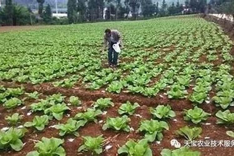 湖南水稻施肥方法和时间 湖南水稻施肥方法及时间