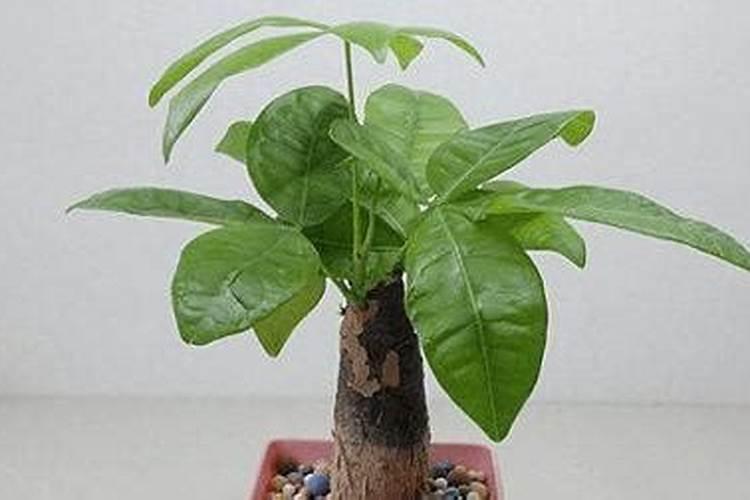 葡萄树春天施什么肥好