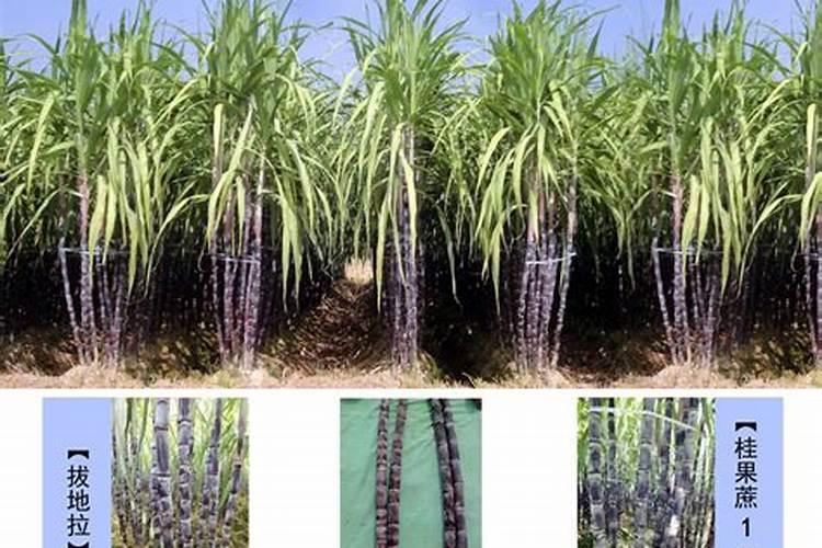 梅花有骨朵儿时可以移栽吗