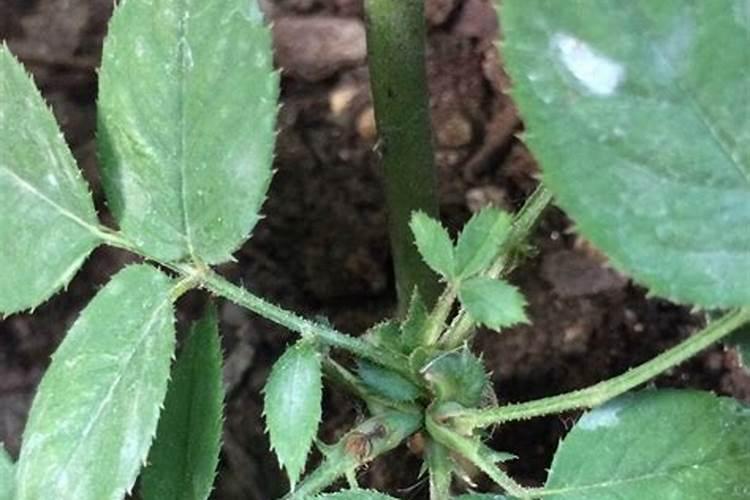 月季盲芽成因及处理