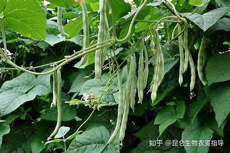 芸豆种植用什么肥料你好,种植芸豆用什么化肥好？