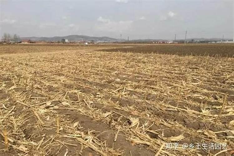 玉米秸秆还田注意事项