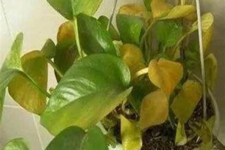 玫瑰花怎么施肥？玫瑰花施什么肥最为合适呢？