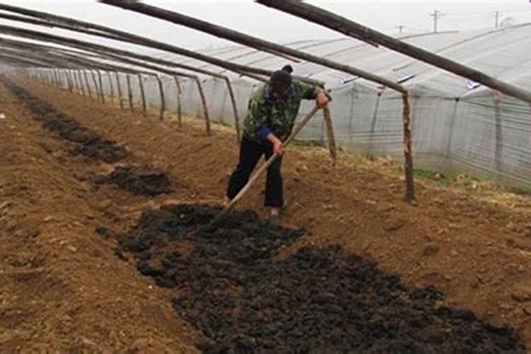 露地西瓜施肥的方法