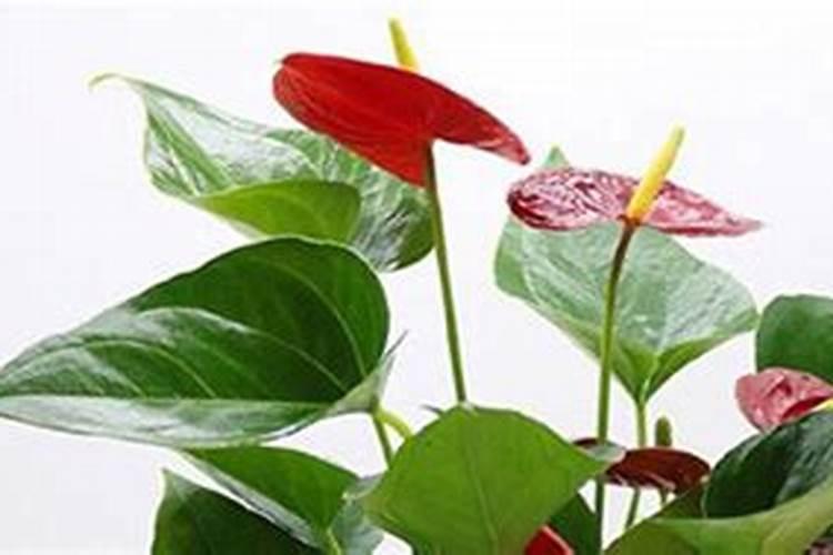 新买的花烛怎么养