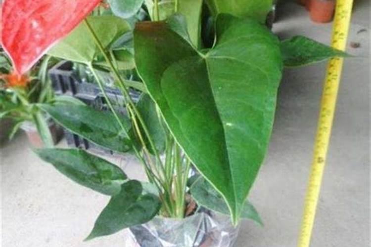 花烛的养殖方法及注意事项视频 花烛怎么养殖