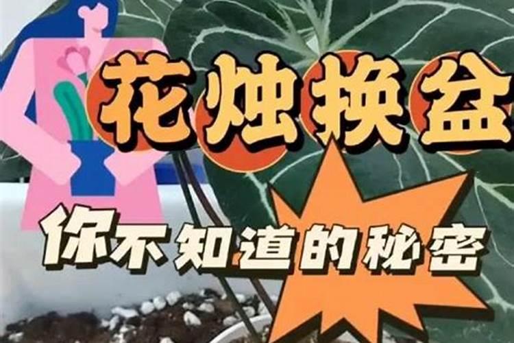 水晶花烛的水培方法是什么