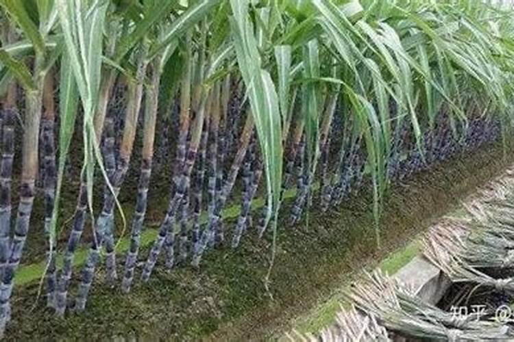 种植黑皮甘蔗,怎么样管理好？