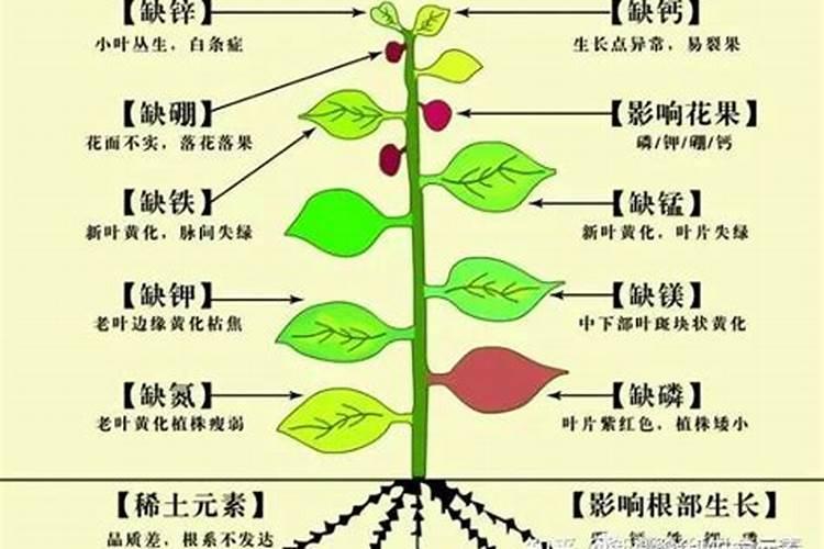 彩色花生彩色花生简介