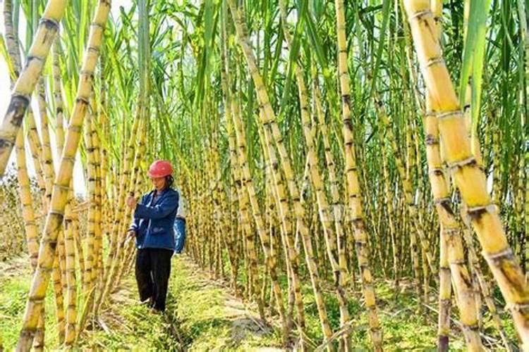 怎么样种甘蔗