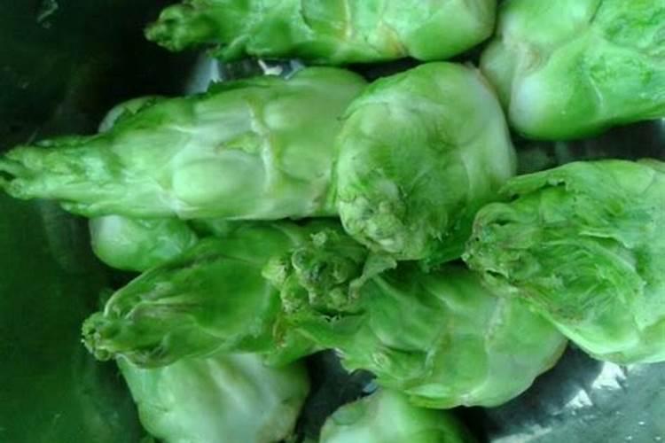 儿菜种植间距