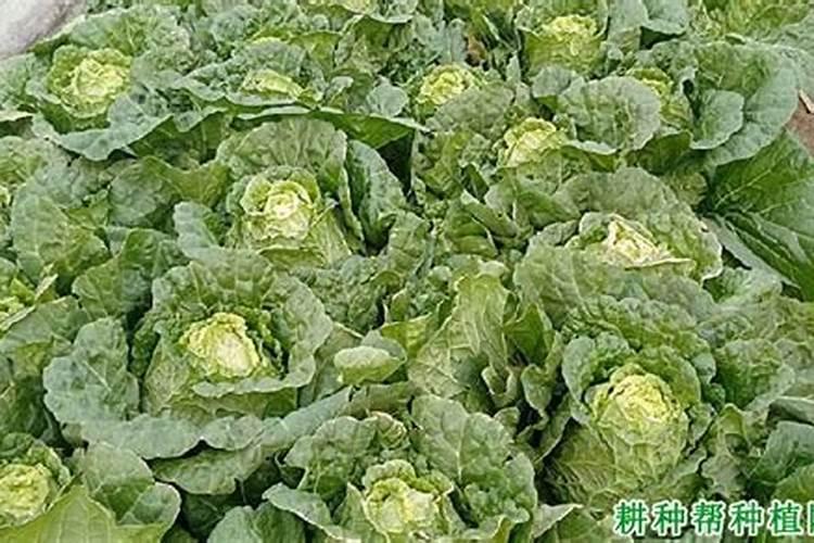儿菜种植技术和管理