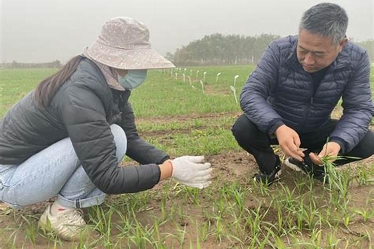 大棚蔬菜应如何正确施用冲施肥