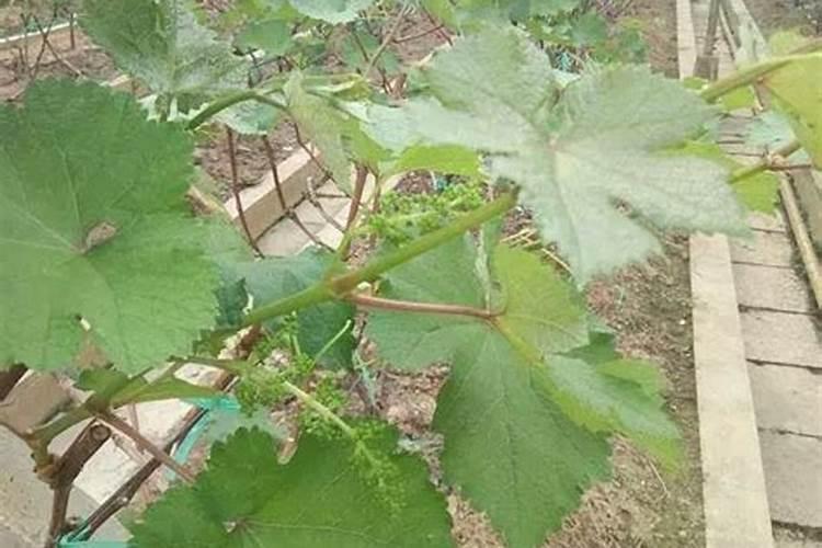 种植葡萄施什么肥料