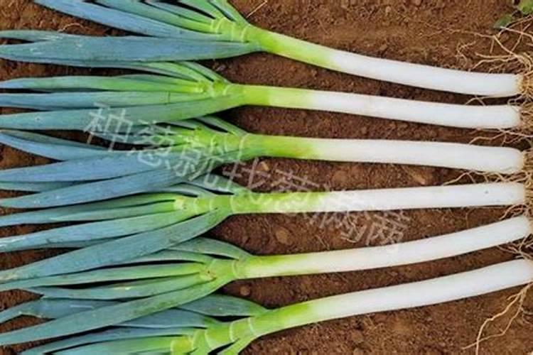 施肥方法!大葱用什么水溶肥长的又壮又旺？