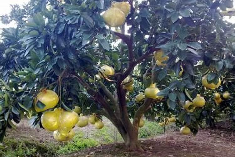 现在柚子树花器快张开了,花前又没打药,现在打点磷钾型叶面肥加红蜘蛛...