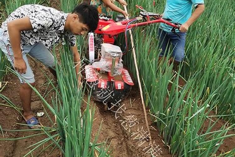 大葱施肥用什么肥料好(家里种植大葱用什么肥料浇最好)