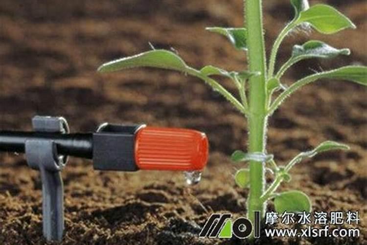 枇杷打不打叶面肥？如果打怎样打