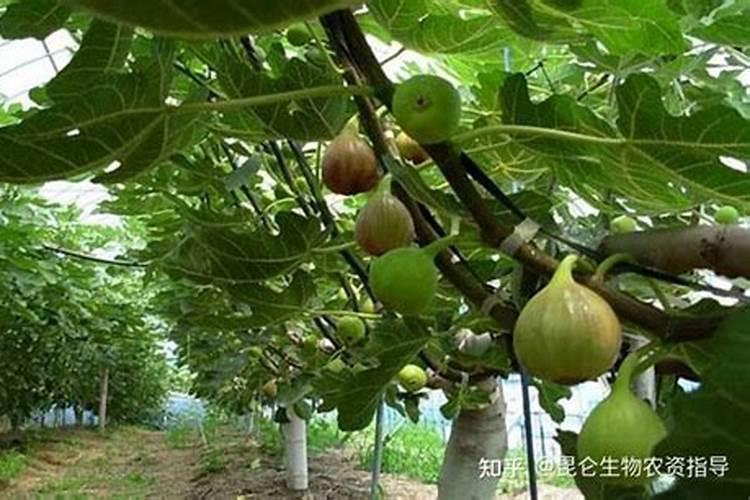 白内障人工晶体使用寿命