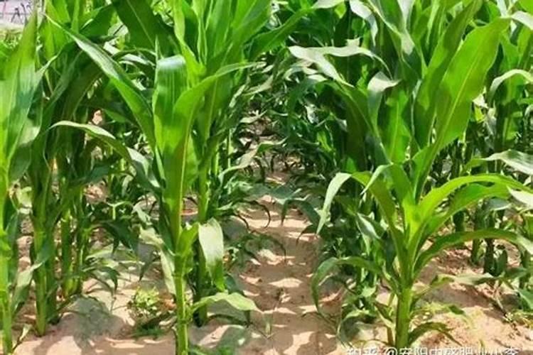 养殖菠菜应该怎么施肥